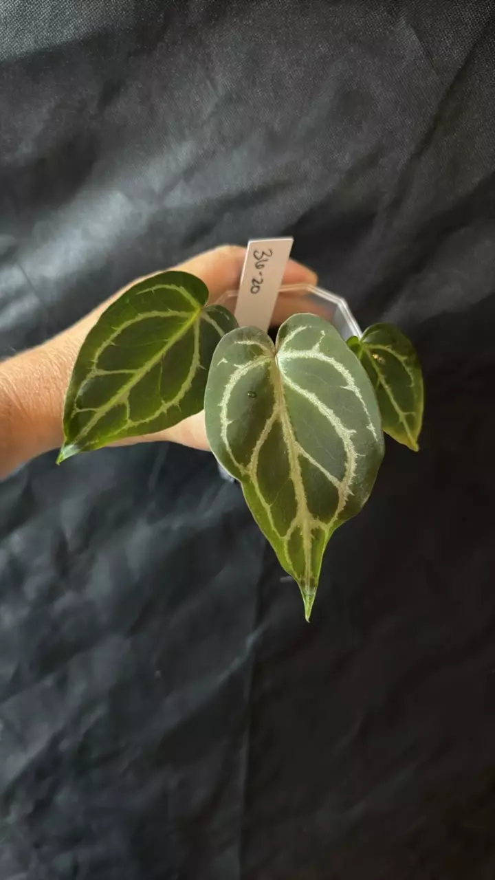 plant/36-20. (JOC x AOS) x NOID "Willow"-1