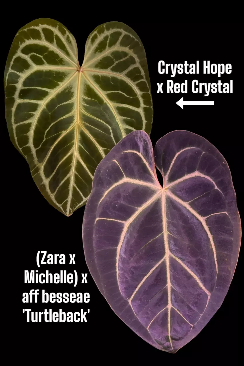 plant/36-21. (Crystal Hope x Red Crystal) x [(Zara x Michelle) x besseae aff]-1