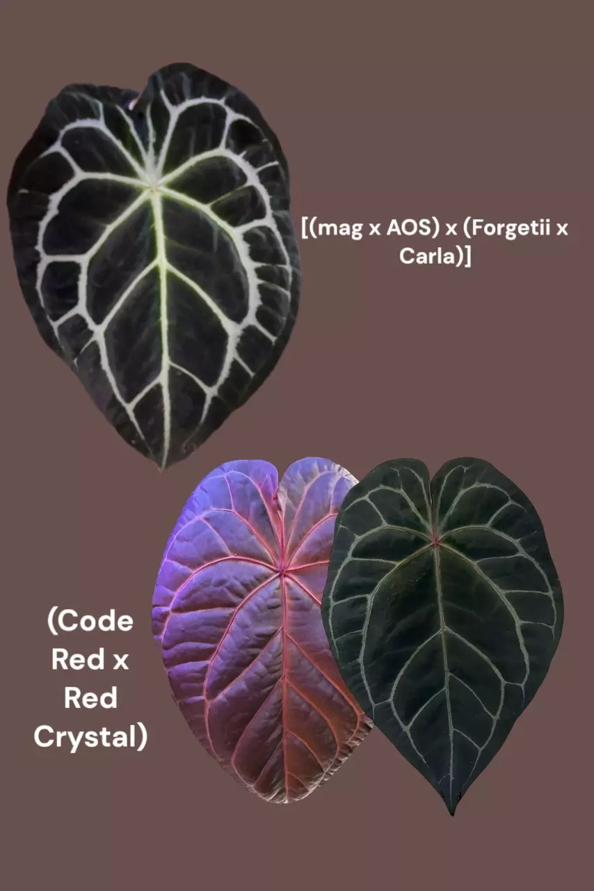 plant/36-7. [(mag x AOS) x (forgetii x carla)] x (NOID Code Red x Red Crystal)-1