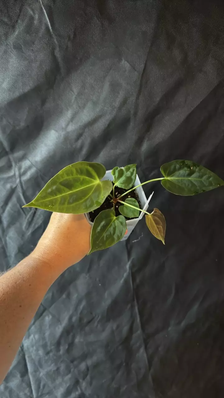 plant/DAILY DEAL (pap x mag) x forgetii 36-2-0