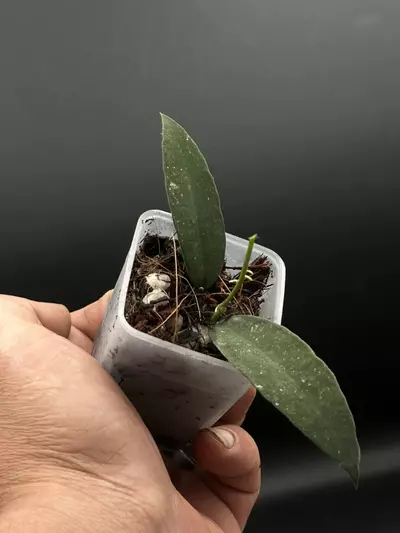 plant/1202 Hoya Scortechinii white-0-thumbnail