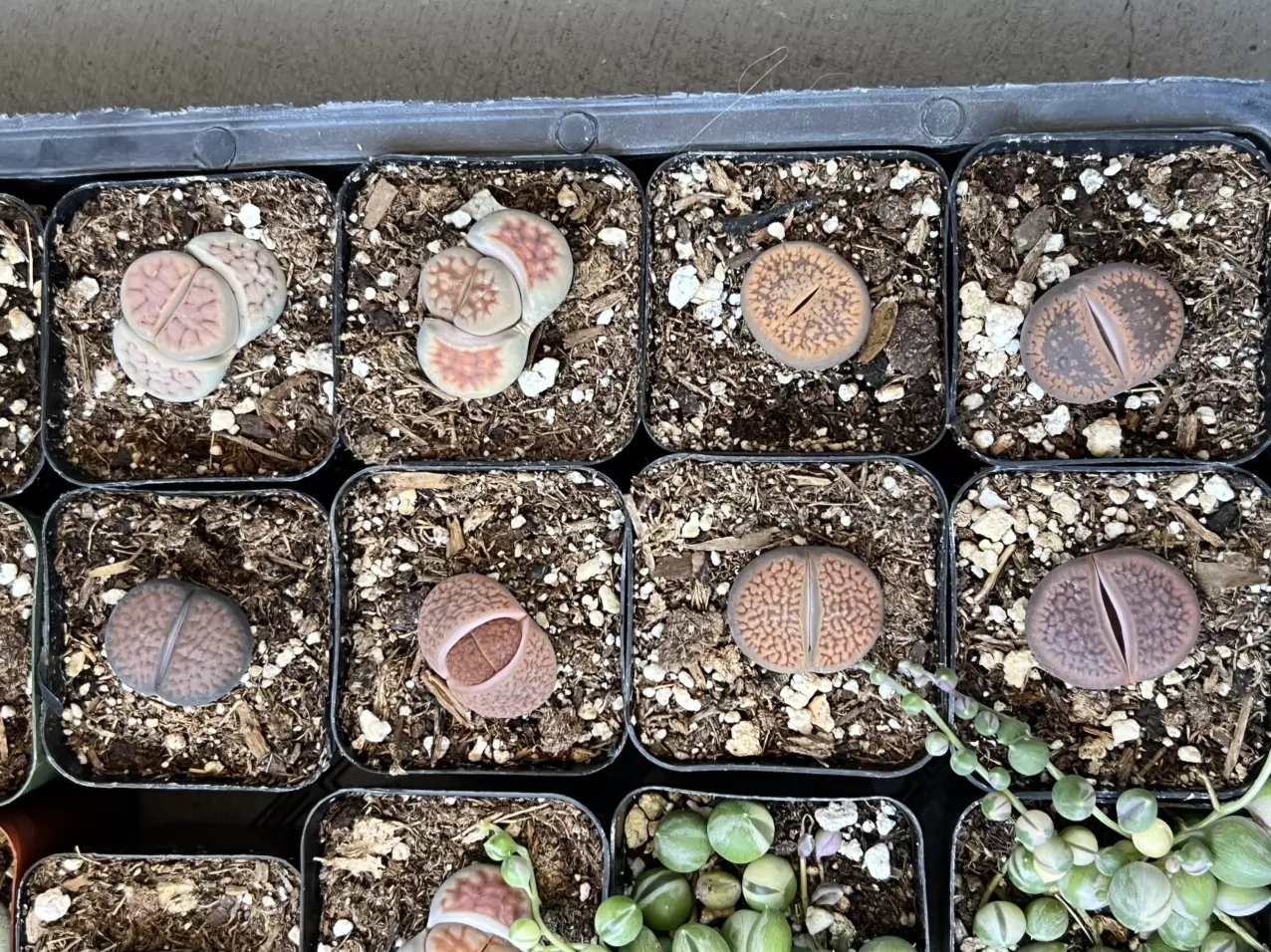 plant/Preview 1/$5, 4/17-0