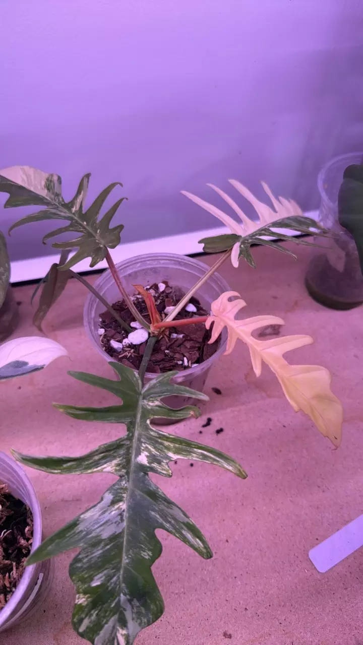 plant/Flobe x tortum-0