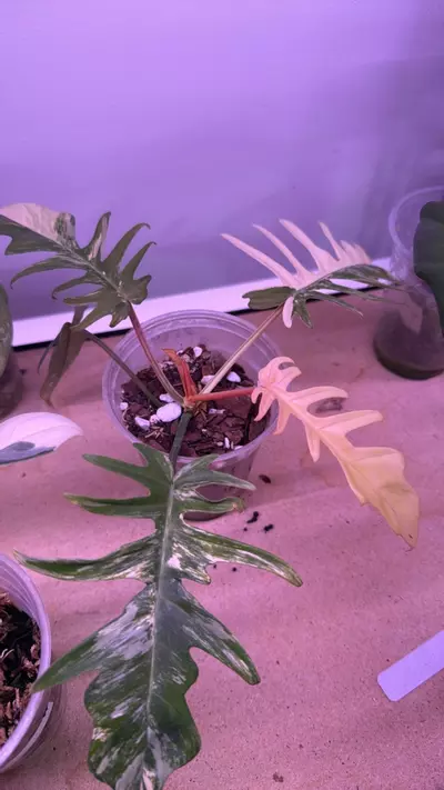 plant/Flobe x tortum-0-thumbnail