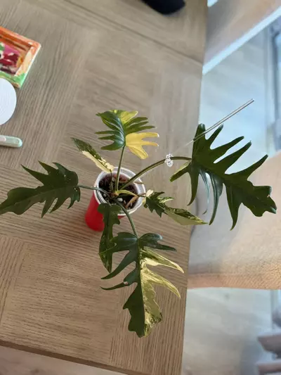 plant/Flobe x tortum-0-thumbnail