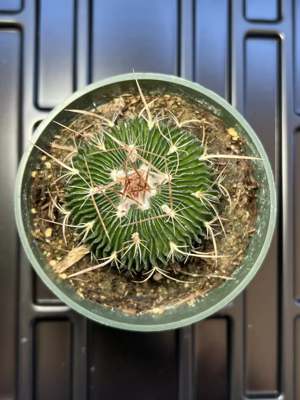 plant/stenocactus multi 4" pot-0