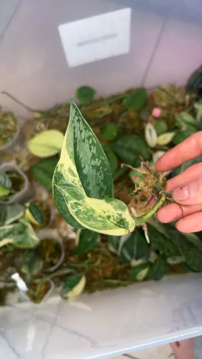 plant/Exotica Albo-0-thumbnail