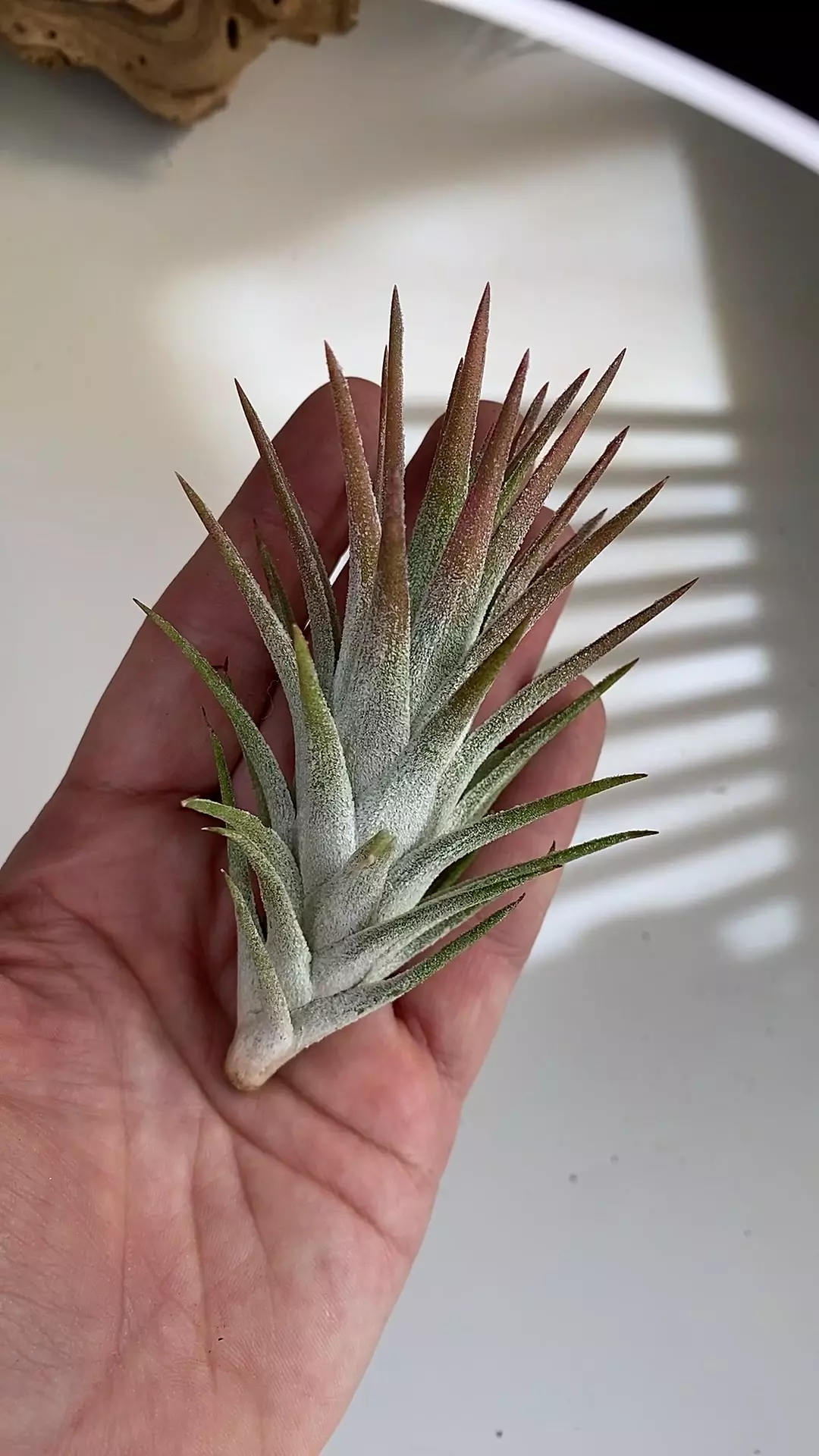 plant/Tillandsia hybrid-0