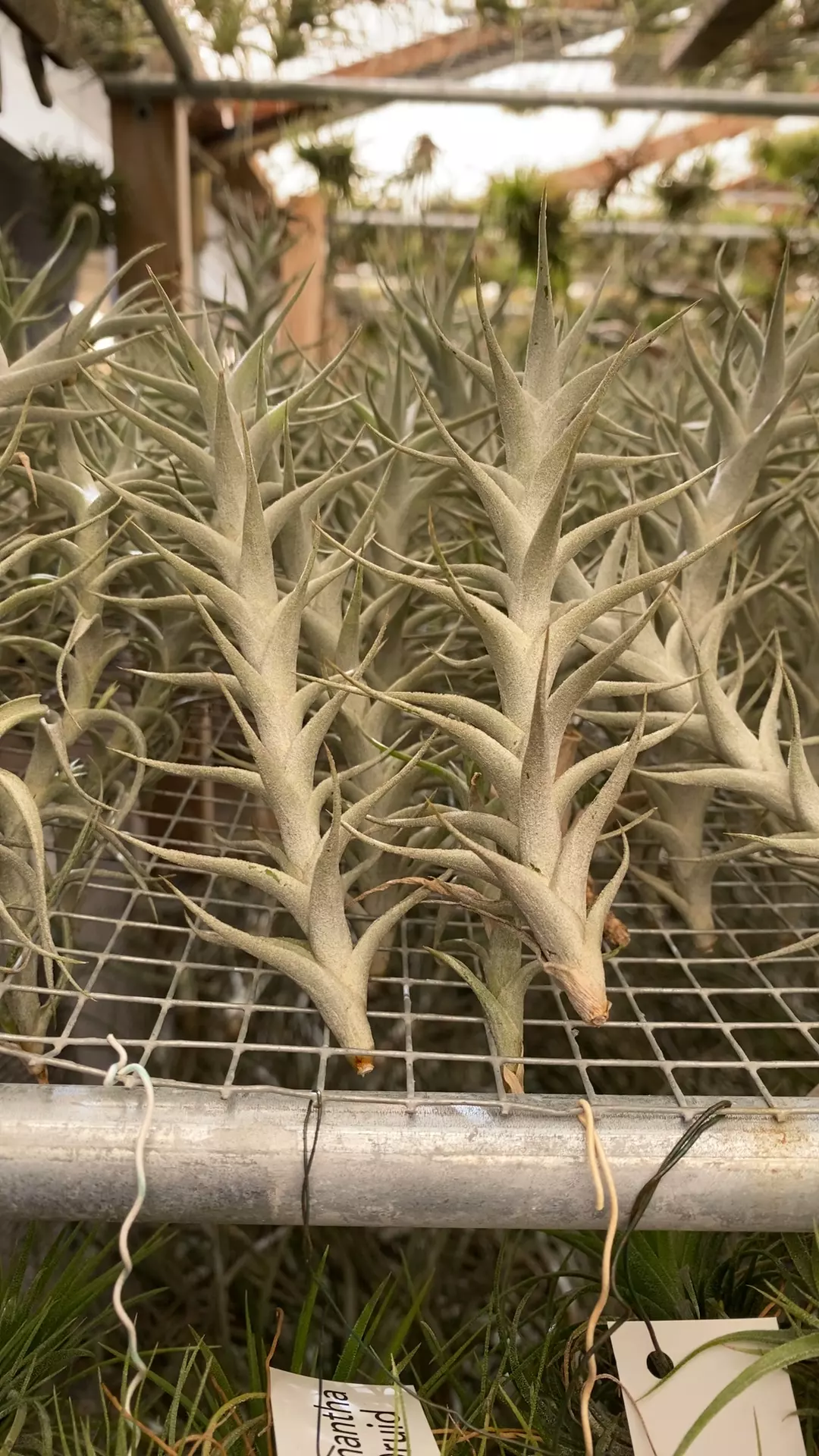 plant/Albina-0