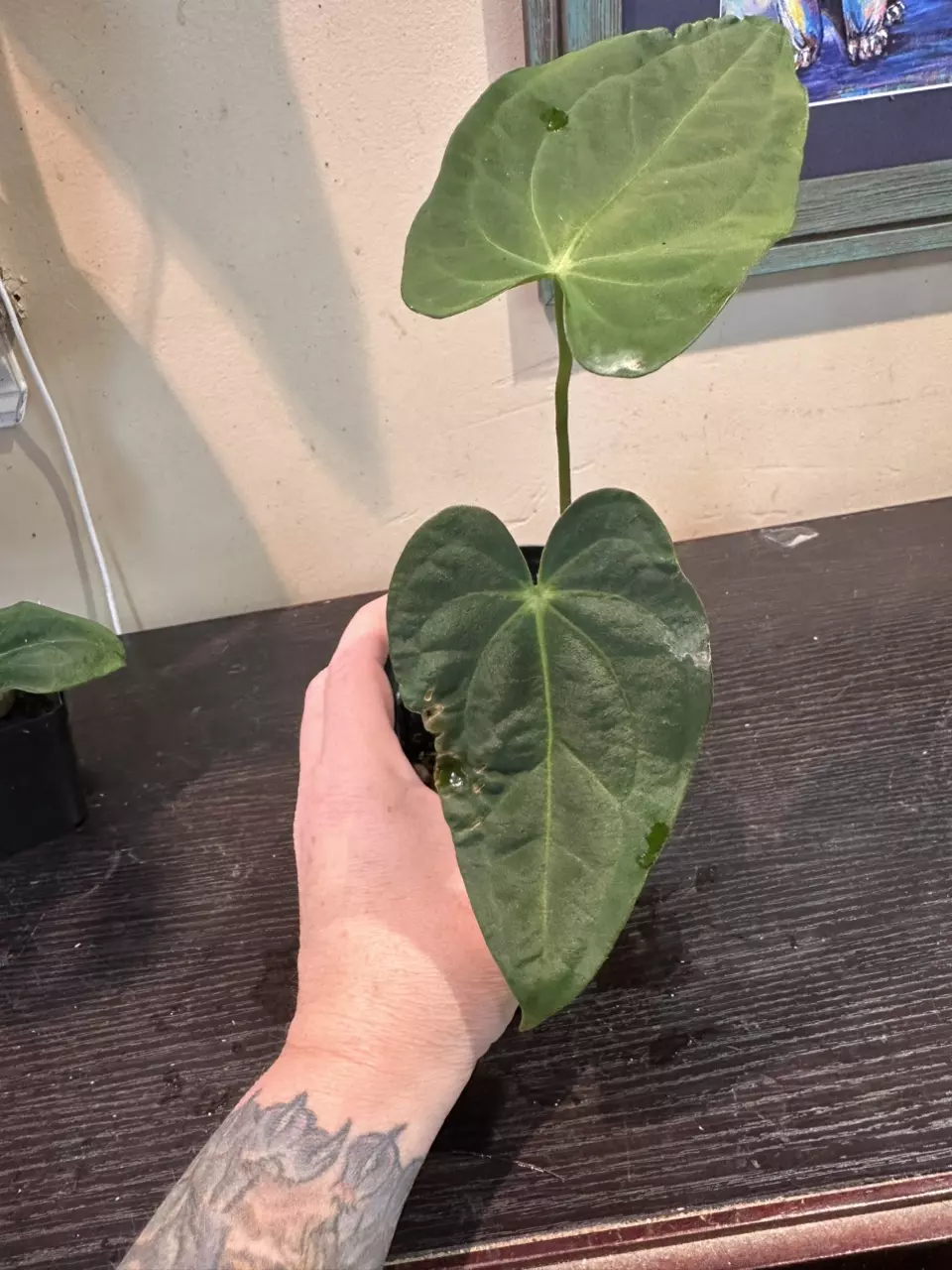 plant/1449- (Mag x Crystal) x Pap-1