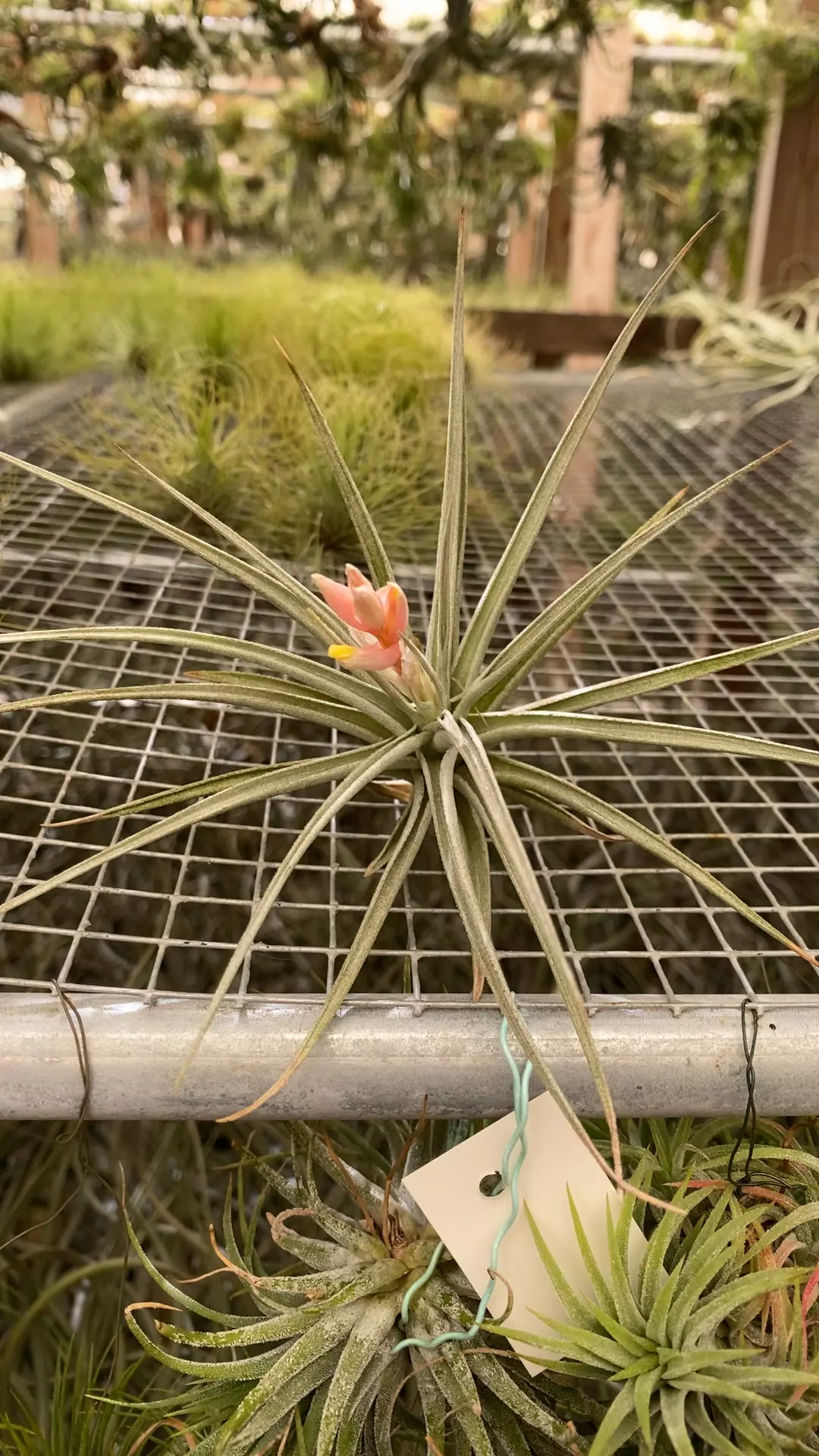 plant/13-0