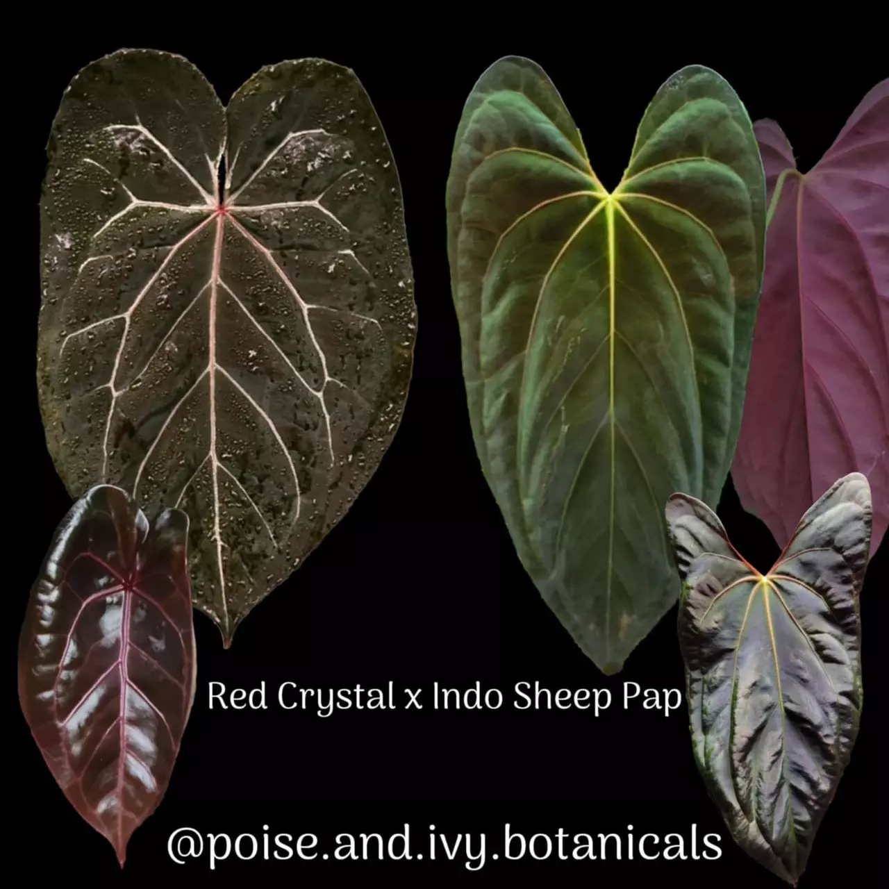 plant/1556- Red Crystal x Indo Sheep Pap-2