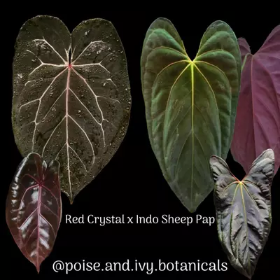 plant/1556- Red Crystal x Indo Sheep Pap-2-thumbnail