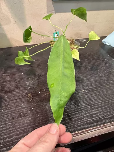 plant/Rupicola-0-thumbnail