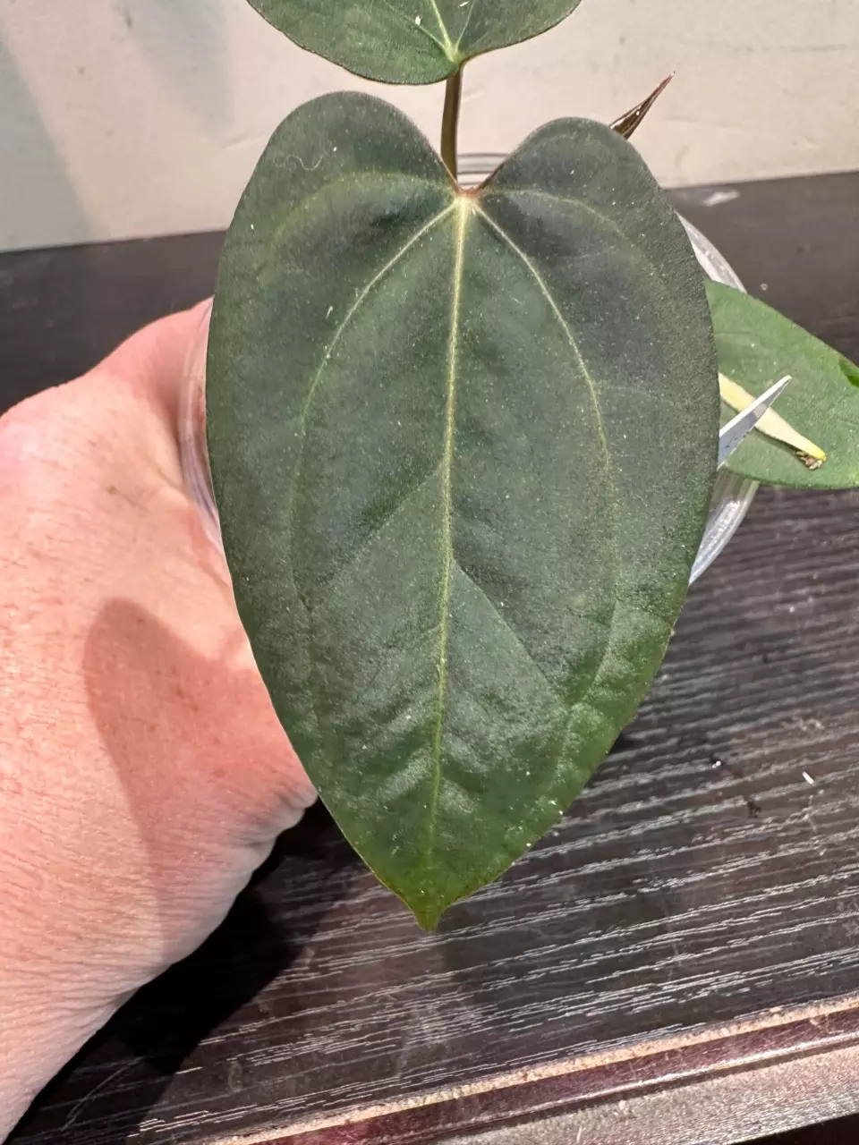 plant/1556- Red Crystal x Indo Sheep Pap-0