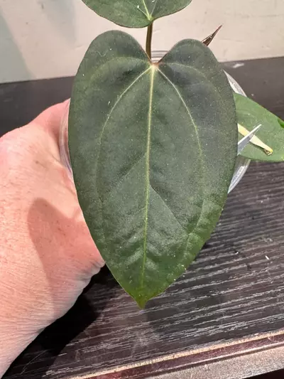 plant/1556- Red Crystal x Indo Sheep Pap-0-thumbnail