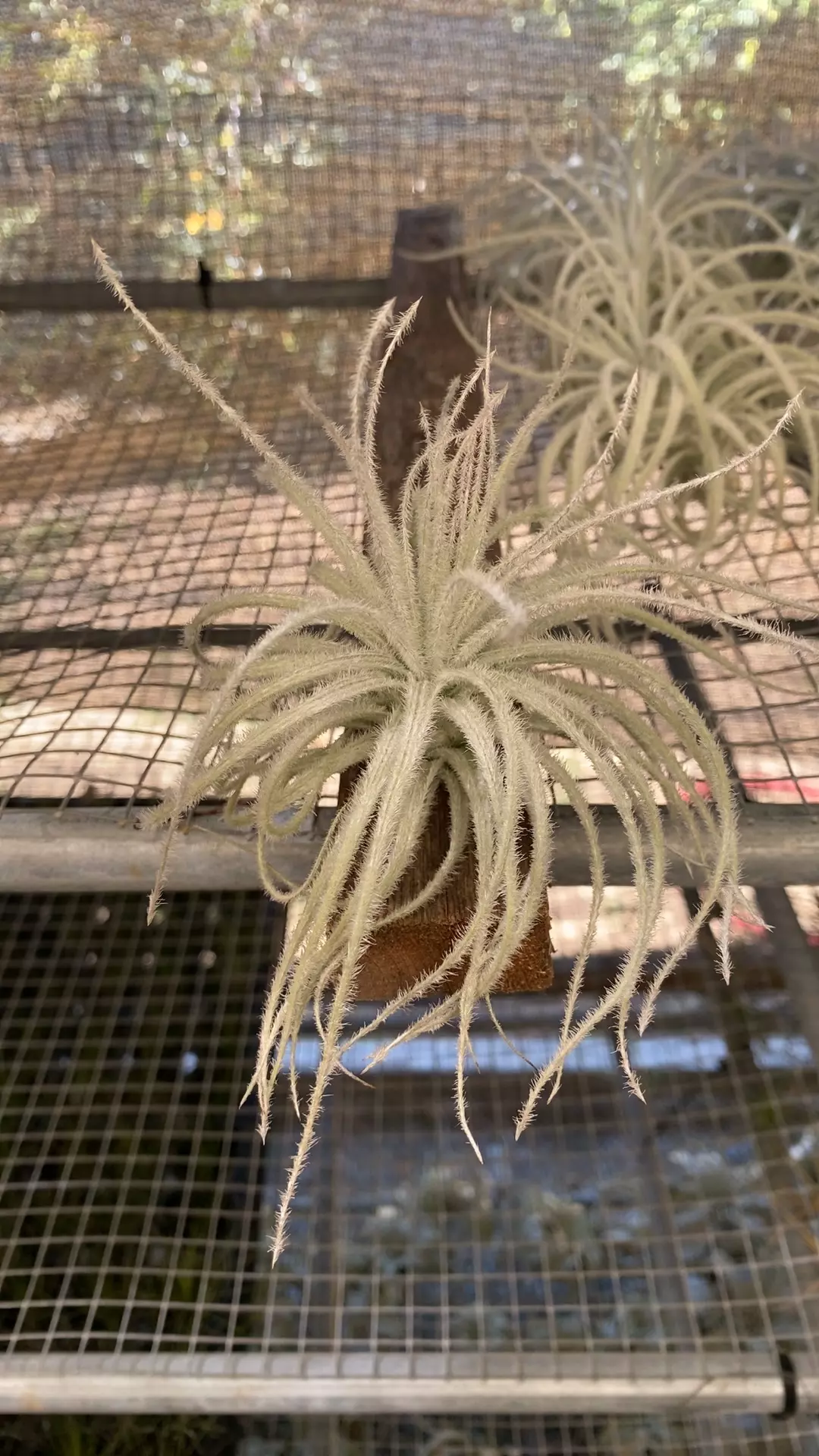 plant/Lg tectorum-0