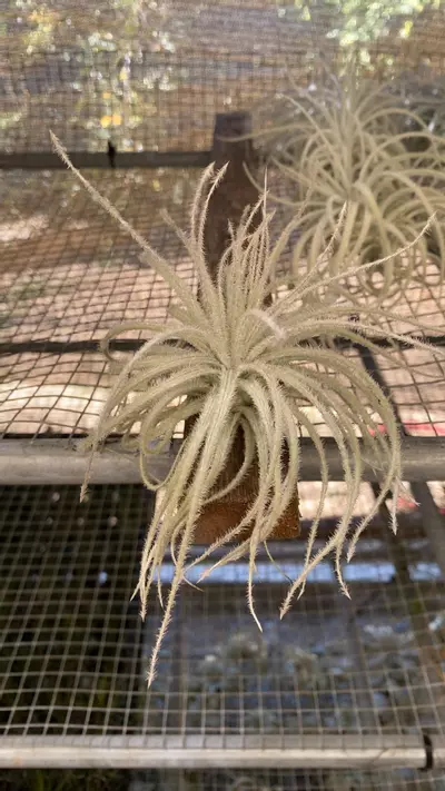 plant/Lg tectorum-0-thumbnail