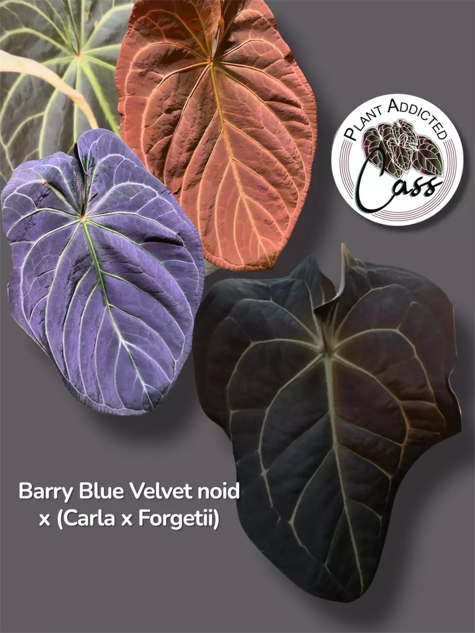 plant/1560- BBV x (Carla x Forgetii)-1