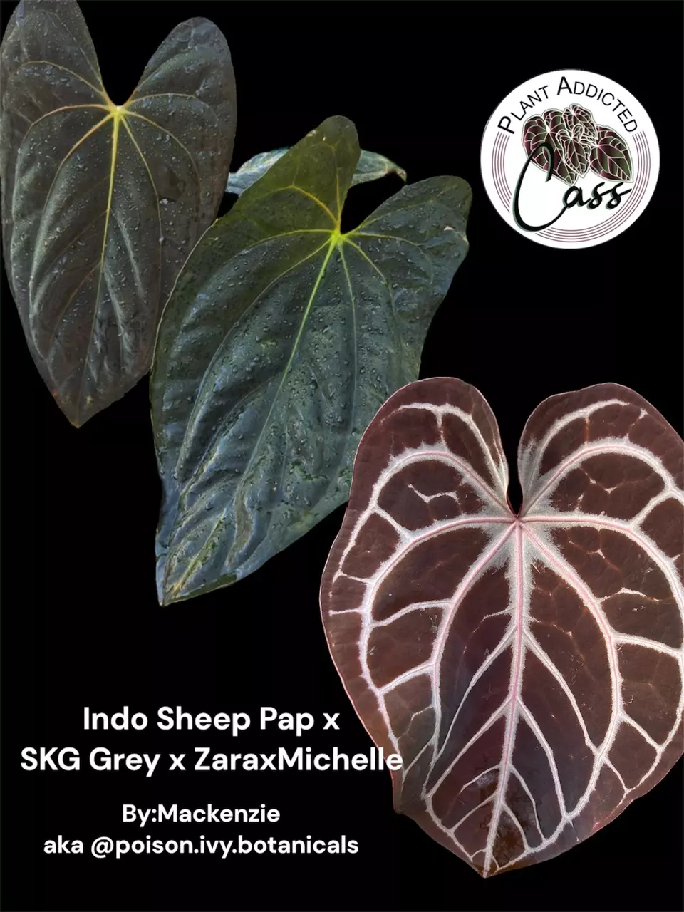 plant/1557- Indo Sheep Pap x (SKG Grey x ZaraxMichelle)-1