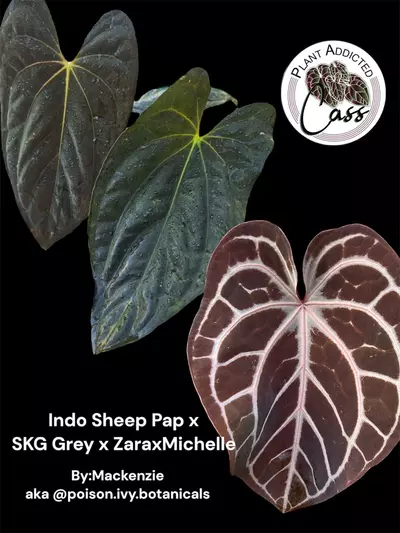 plant/1557- Indo Sheep Pap x (SKG Grey x ZaraxMichelle)-1-thumbnail
