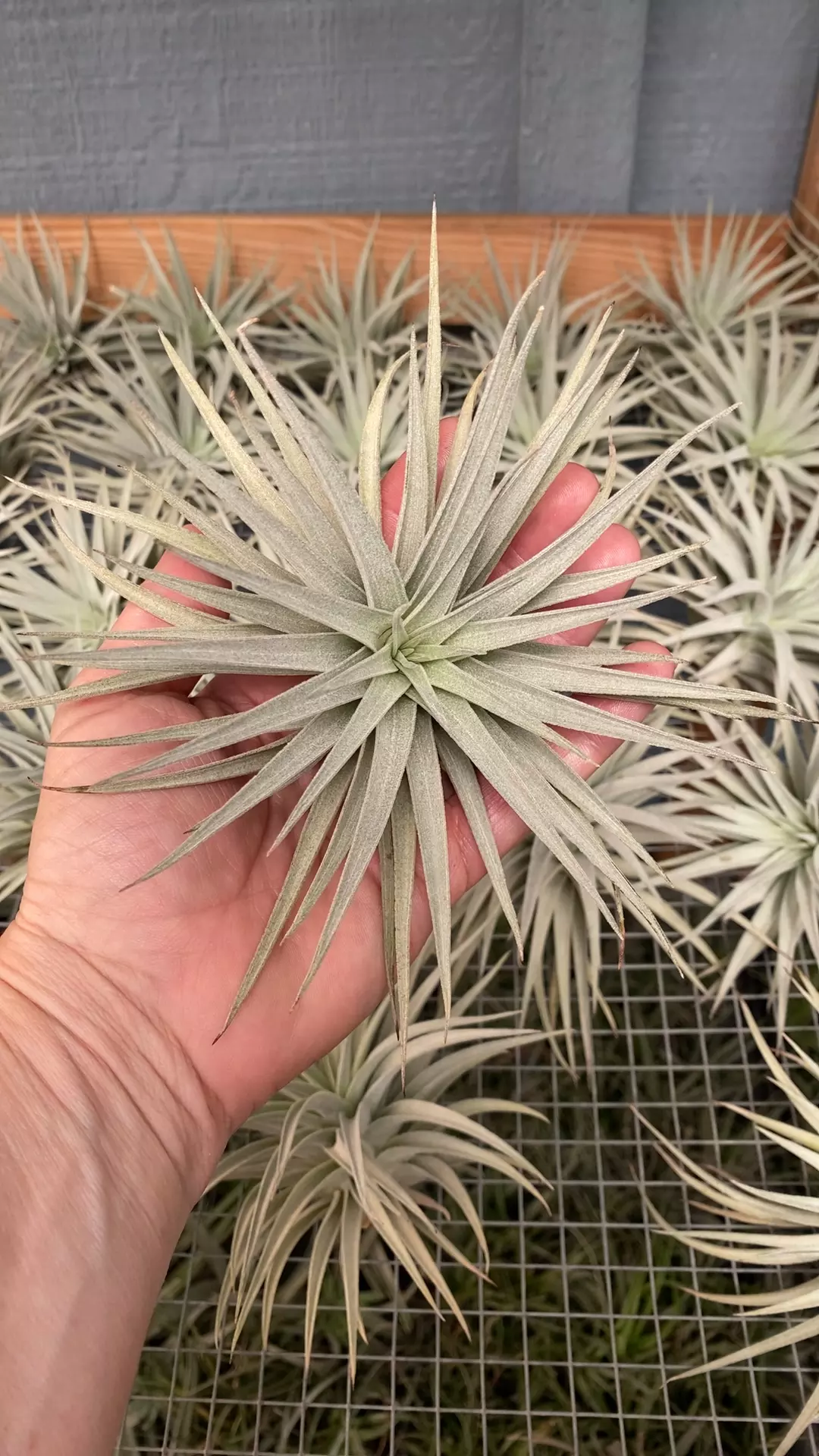 plant/16-0