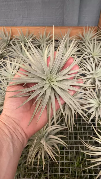 plant/16-0-thumbnail