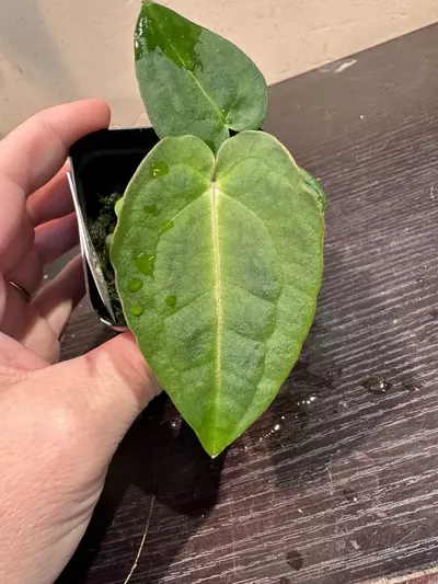 plant/1560- BBV x (Carla x Forgetii)-0-thumbnail