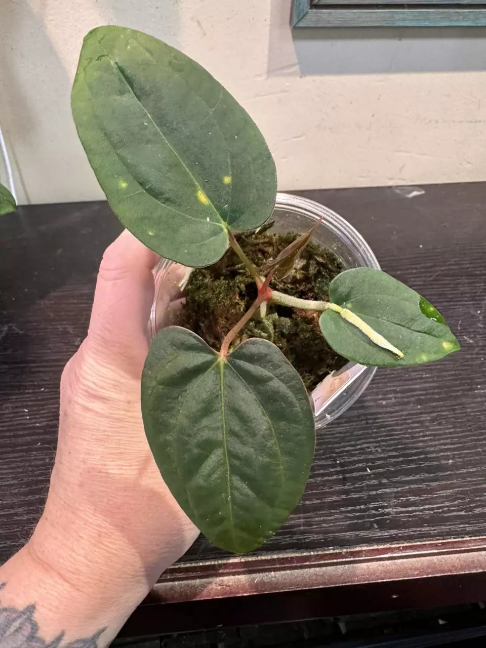 plant/1556- Red Crystal x Indo Sheep Pap-1