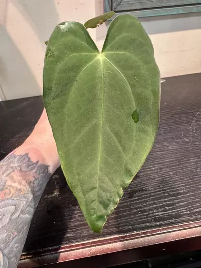 plant/1449- (Mag x Crystal) x Pap-0-thumbnail