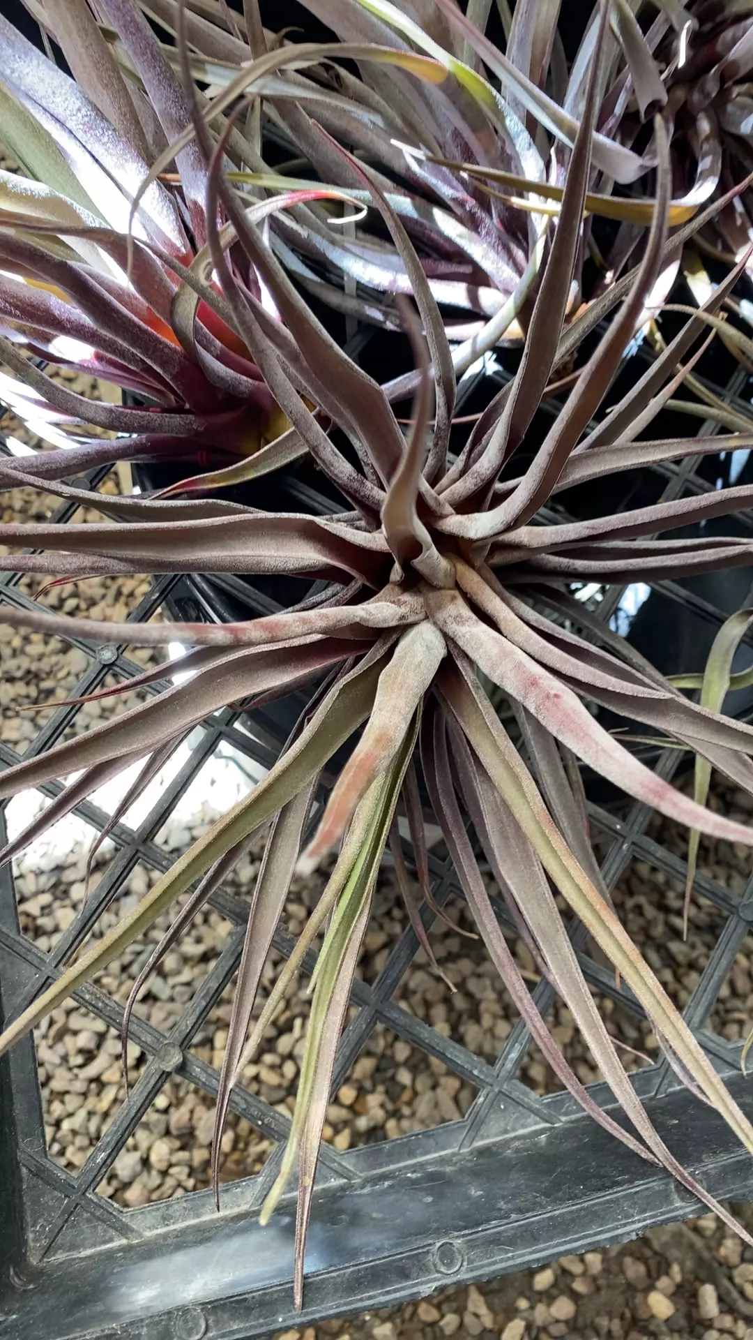 plant/30-0