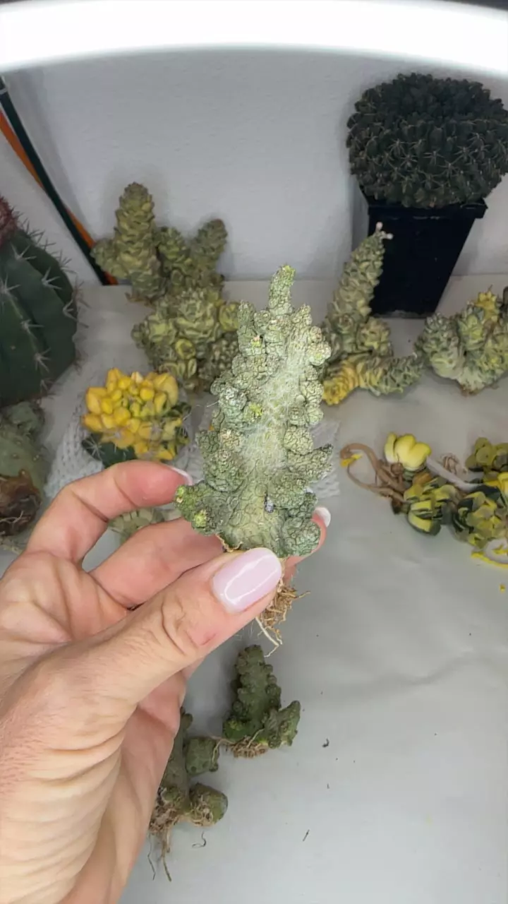 plant/Pseudolithos caput-viperae-0