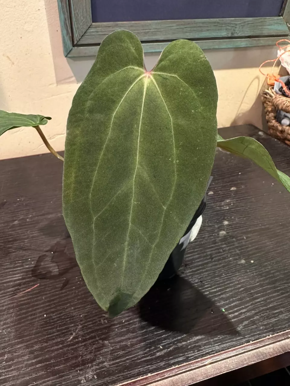 plant/7201- Word Salad x ‘Carlos’-0