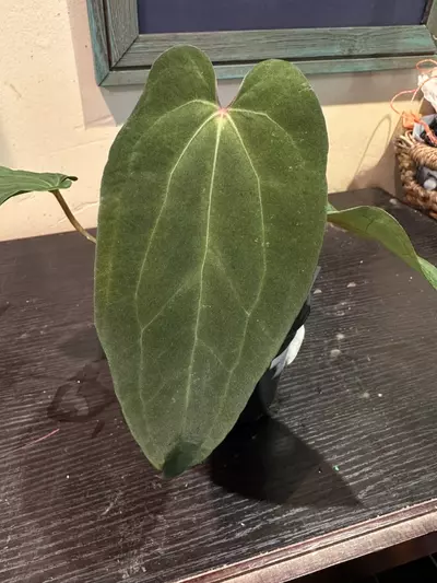 plant/7201- Word Salad x ‘Carlos’-0-thumbnail