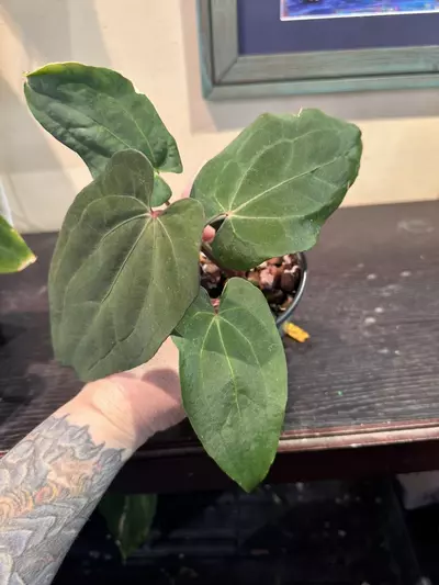 plant/7201- Word Salad x ‘Carlos’-1-thumbnail