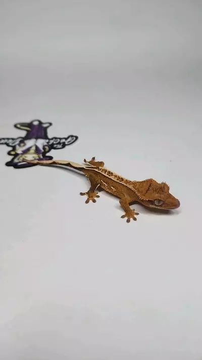 plant/GrDa8-0-thumbnail