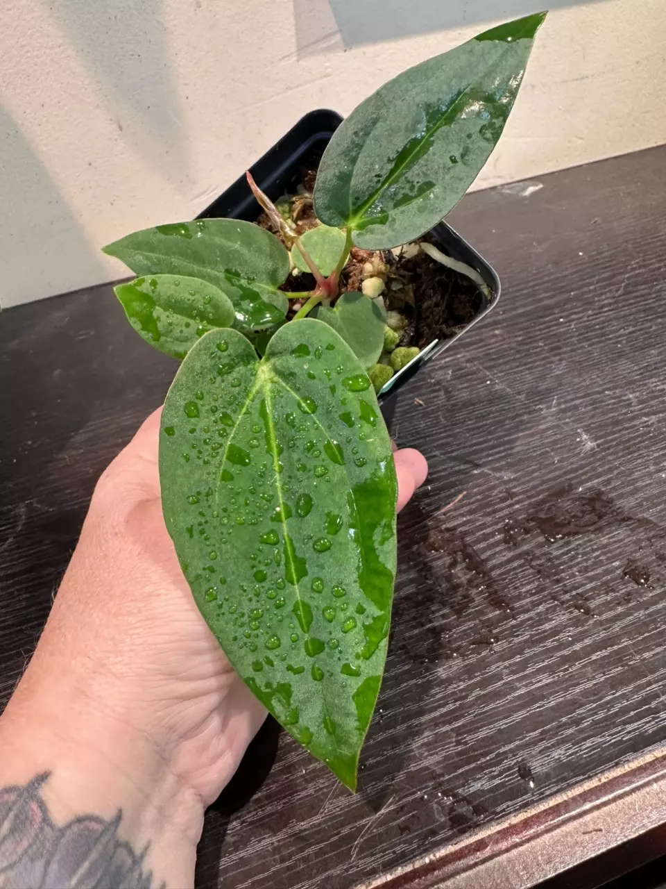 plant/1557- Indo Sheep Pap x (SKG Grey x ZaraxMichelle)-0