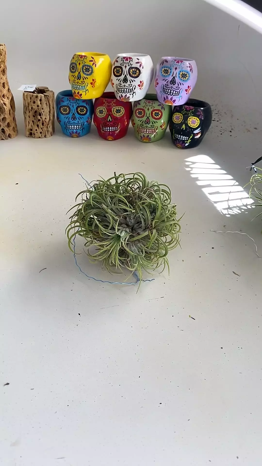 plant/Ionantha cluster-0