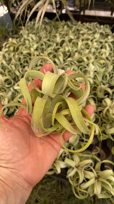 plant/Curly slim-0-thumbnail