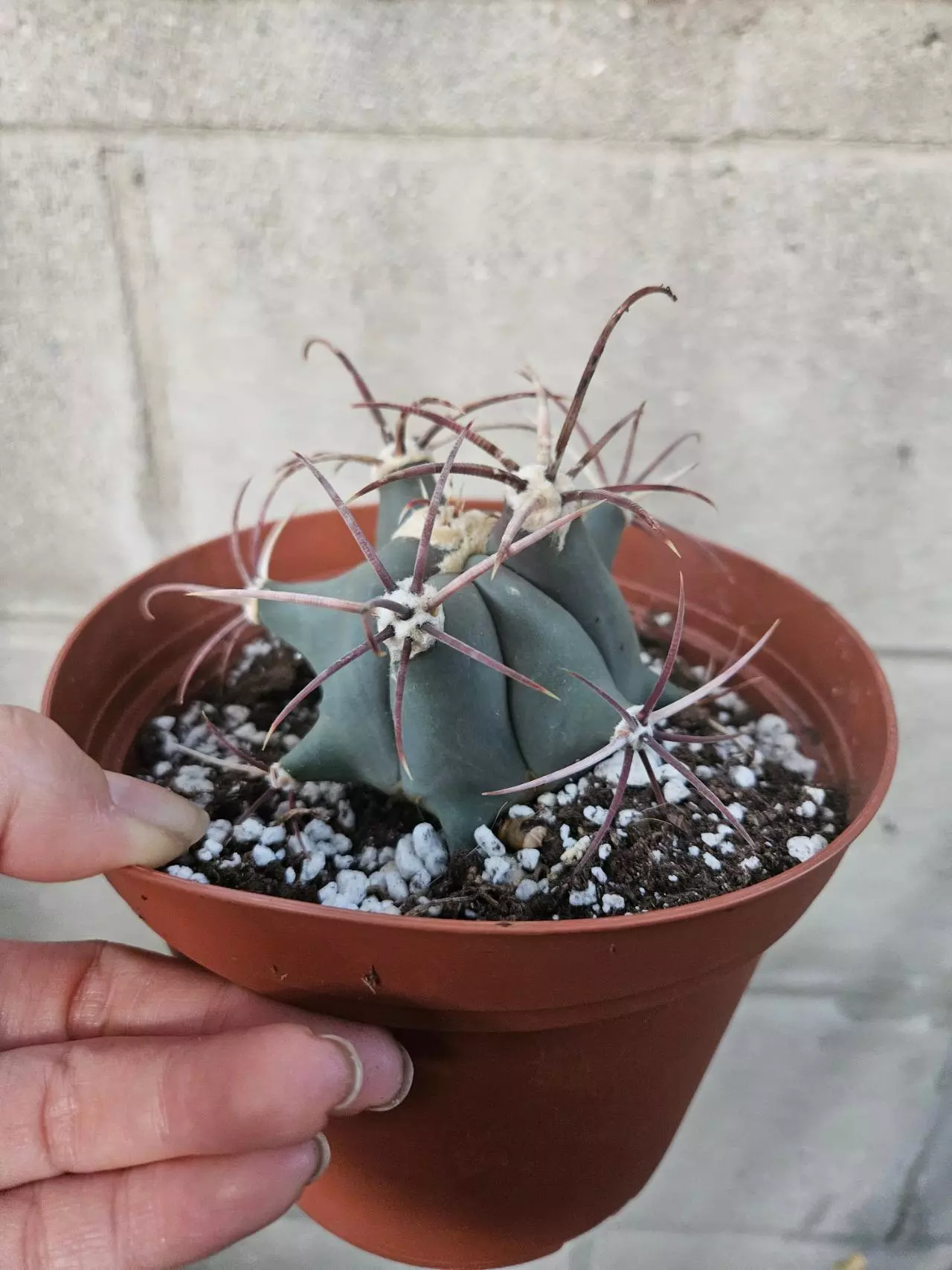 plant/Devil's tongue ferrocactus-0