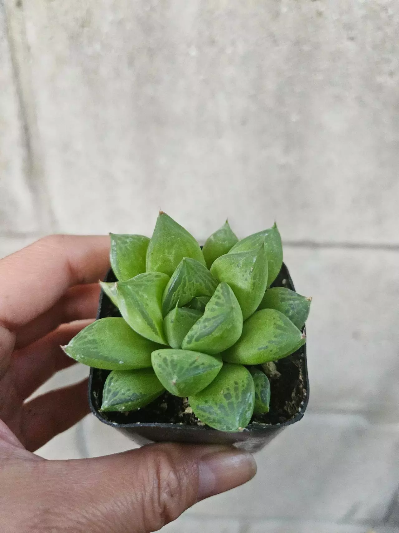 plant/Mini Haworthia-0