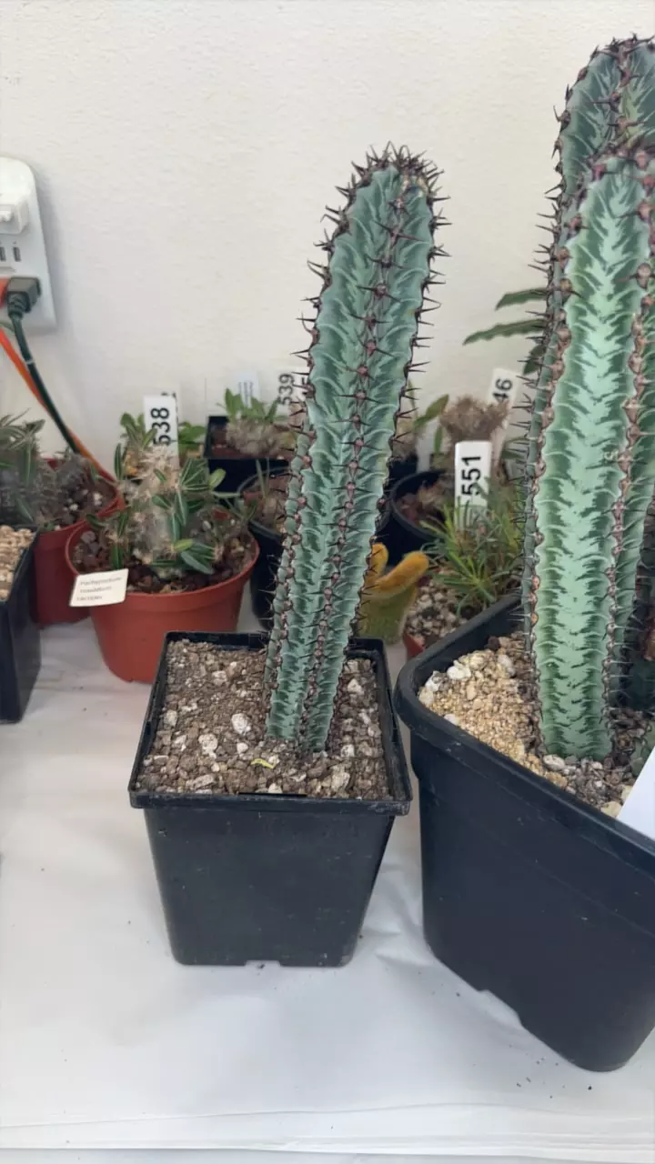 plant/E zebra single-0