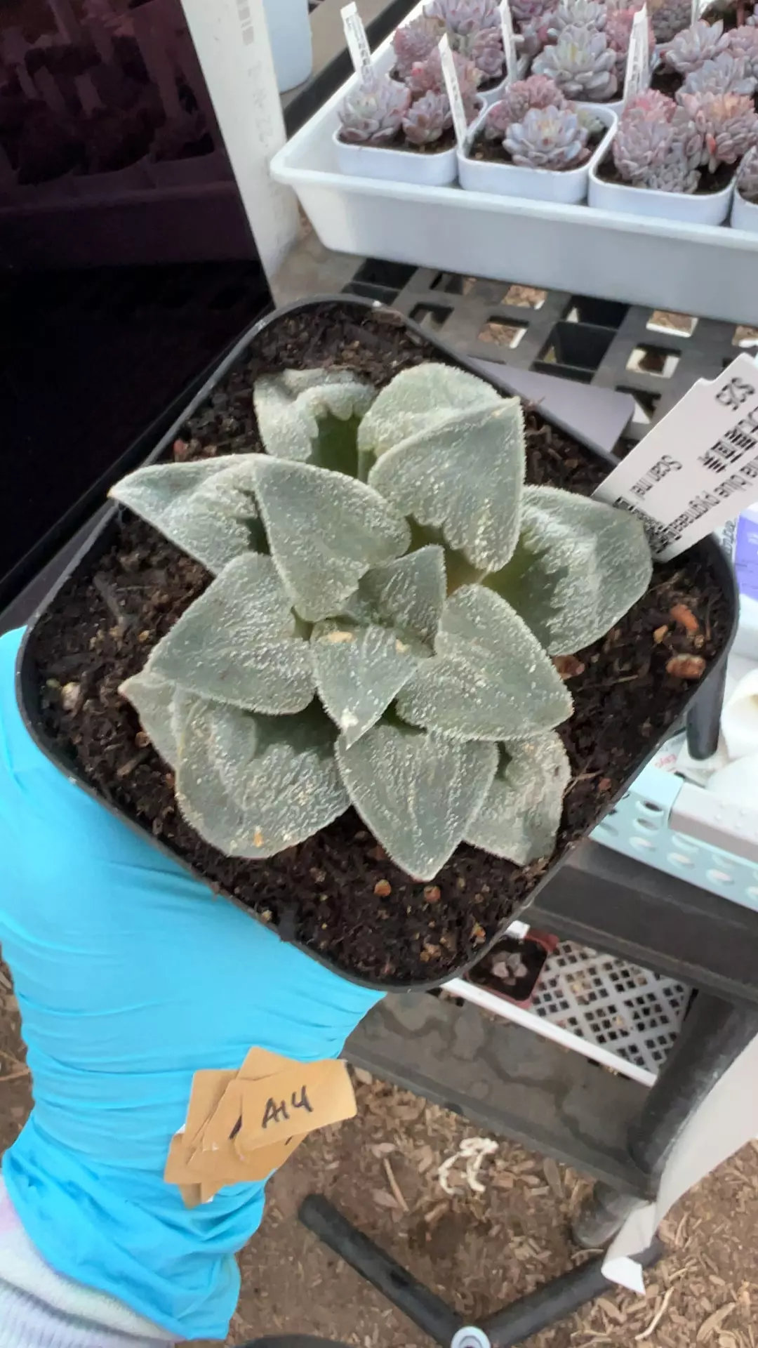 plant/Blue pygmaea GC-0