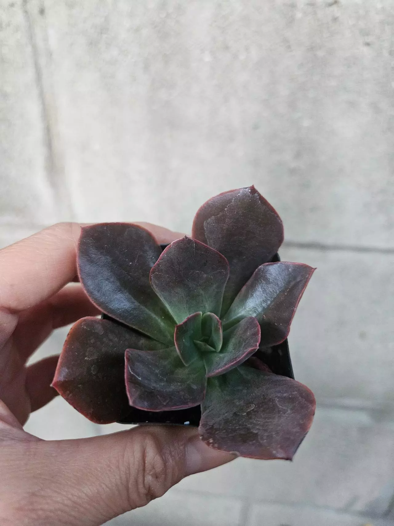 plant/Mini succulent-0