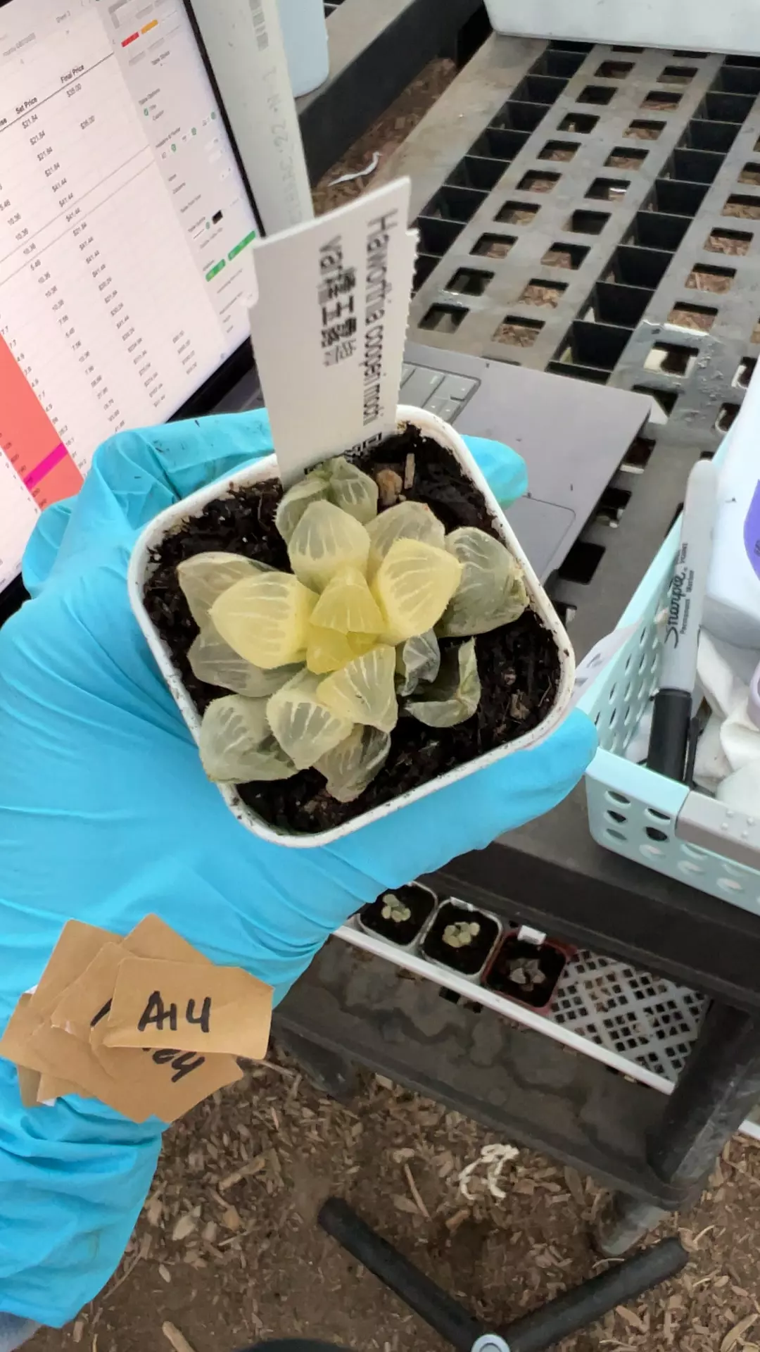 plant/B43 Mochi var-0