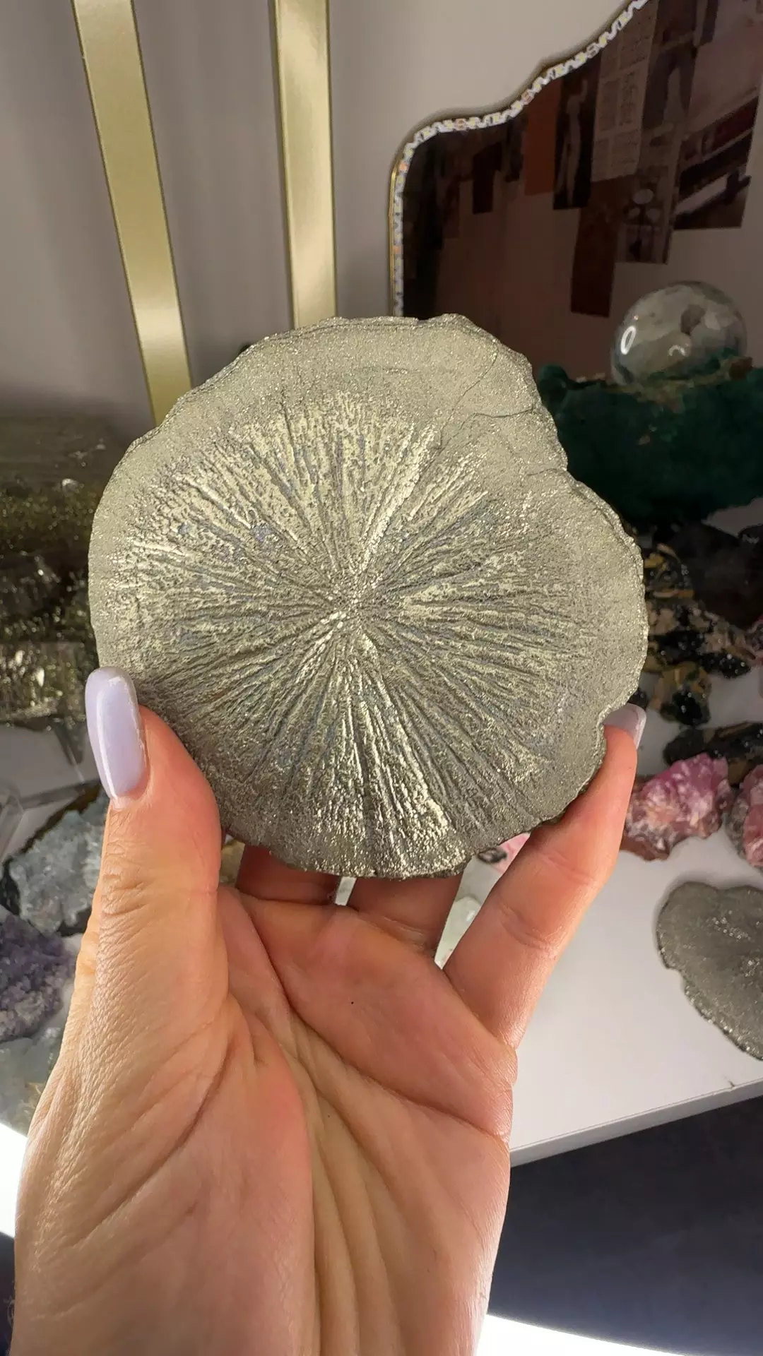 plant/Hq pyrite sun-0