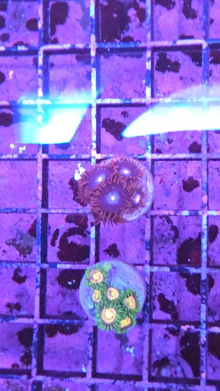 plant/gender reveal zoas-0