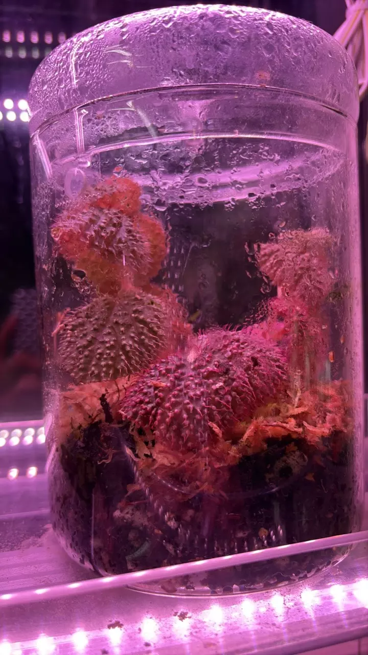 plant/Pink Urchin Begonia-0