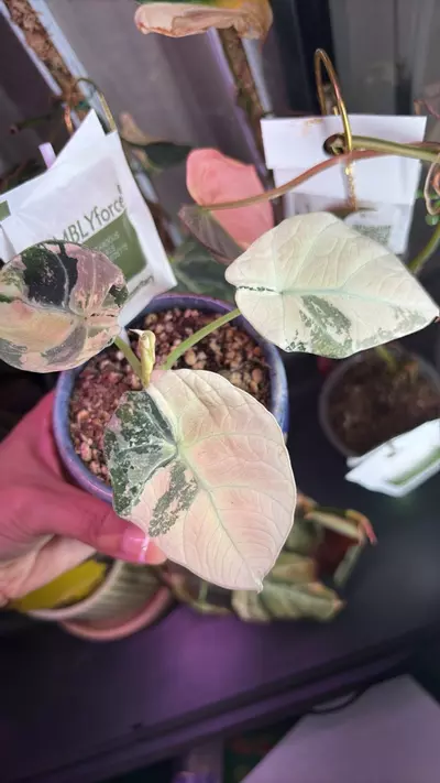 plant/Blush Pink Black Velvet-0-thumbnail