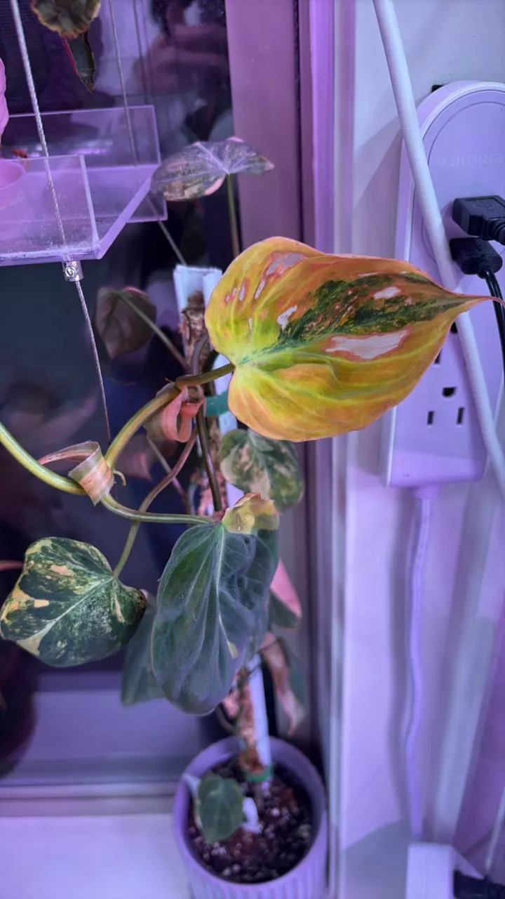 plant/Variegated Micans-1